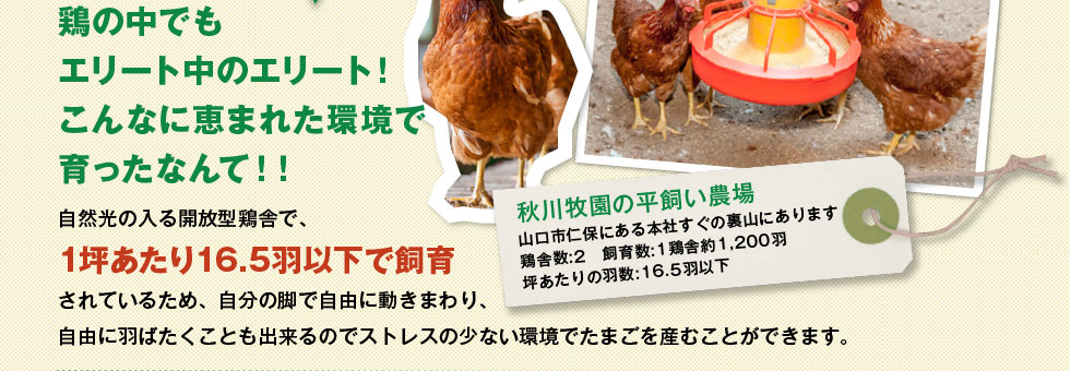 自然光の入る開放型鶏舎で、1坪あたり16.5羽以下で飼育されているため、自分の脚で自由に動きまわり、自由に羽ばたくことも出来るのでストレスの少ない環境でたまごを産むことができます。